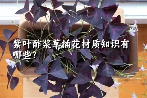 紫叶酢浆草插花材质知识有哪些？