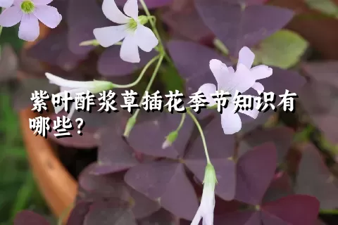 紫叶酢浆草插花季节知识有哪些？