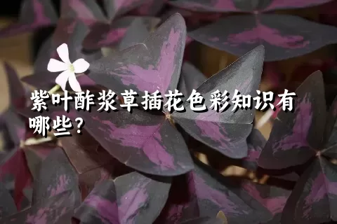 紫叶酢浆草插花色彩知识有哪些？