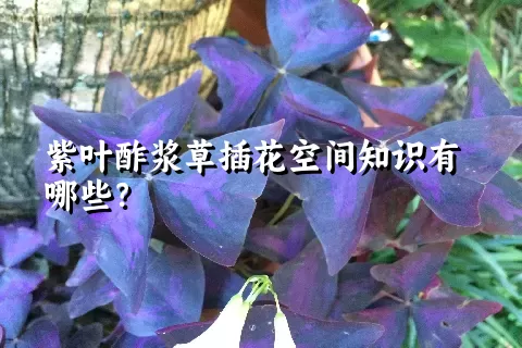 紫叶酢浆草插花空间知识有哪些？