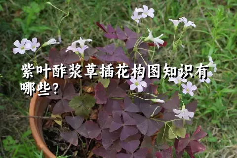 紫叶酢浆草插花构图知识有哪些？