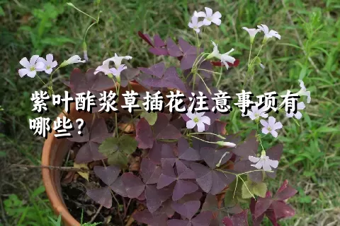 紫叶酢浆草插花注意事项有哪些？