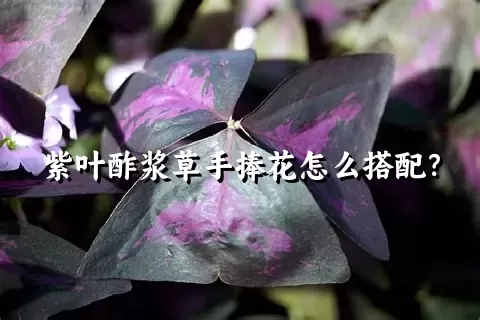 紫叶酢浆草手捧花怎么搭配？