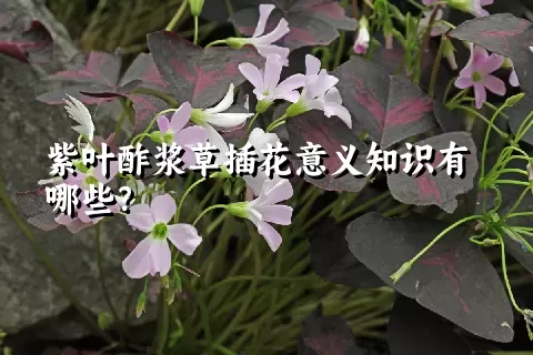 紫叶酢浆草插花意义知识有哪些？