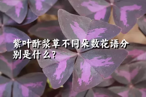 紫叶酢浆草不同朵数花语分别是什么？