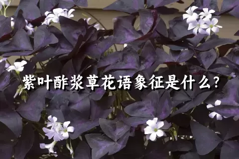 紫叶酢浆草花语象征是什么？