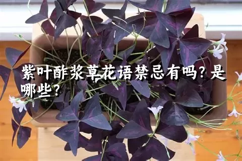 紫叶酢浆草花语禁忌有吗？是哪些？