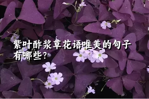 紫叶酢浆草花语唯美的句子有哪些？