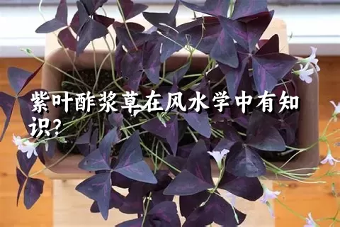 紫叶酢浆草在风水学中有知识？