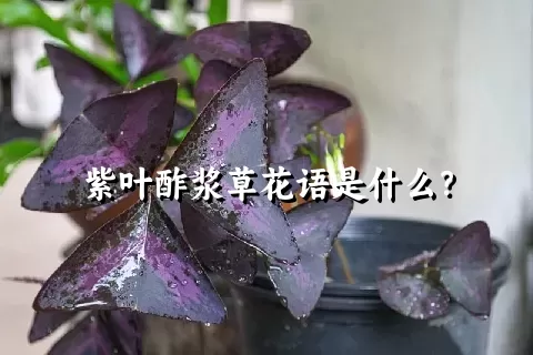 紫叶酢浆草花语是什么？