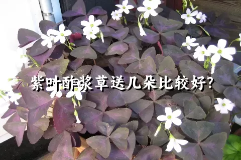 紫叶酢浆草送几朵比较好？