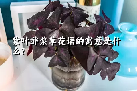 紫叶酢浆草花语的寓意是什么？