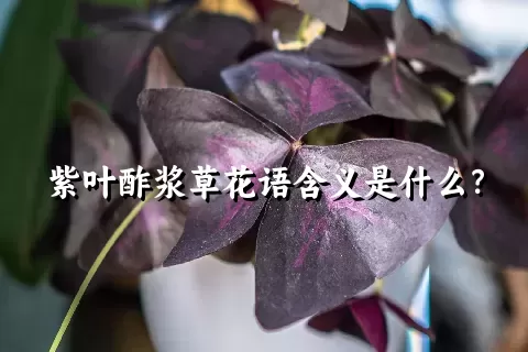 紫叶酢浆草花语含义是什么？