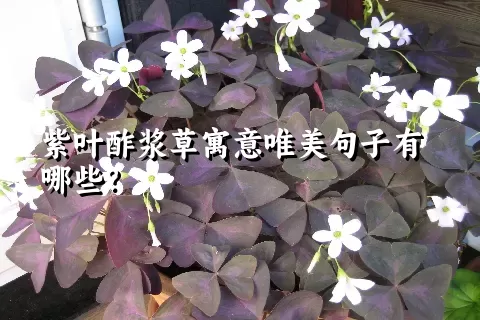 紫叶酢浆草寓意唯美句子有哪些？