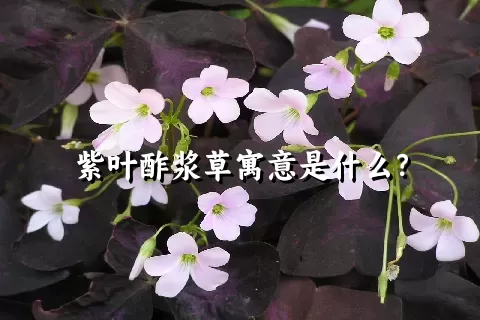 紫叶酢浆草寓意是什么？