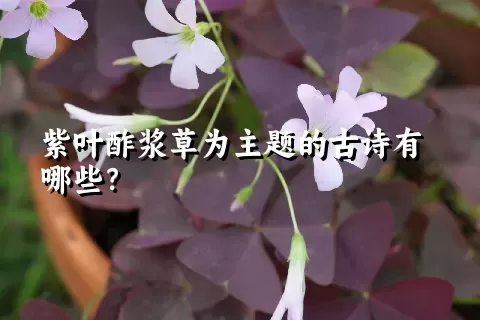 紫叶酢浆草为主题的古诗有哪些？