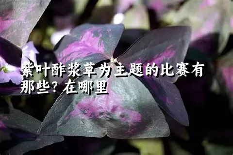 紫叶酢浆草为主题的比赛有那些？在哪里