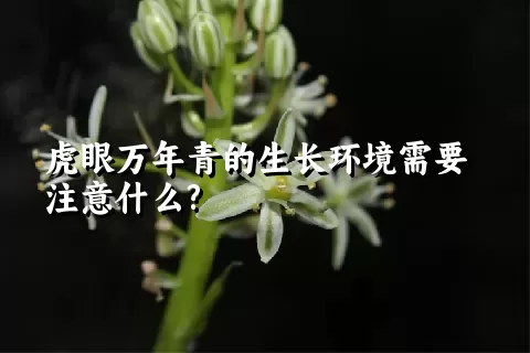 虎眼万年青的生长环境需要注意什么?