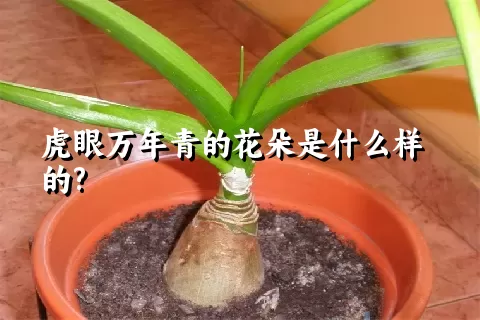 虎眼万年青的花朵是什么样的?