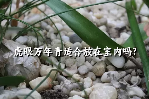 虎眼万年青适合放在室内吗?