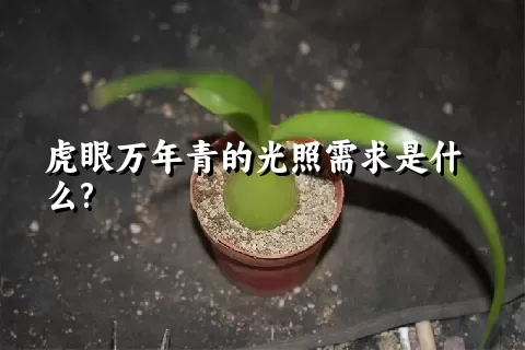 虎眼万年青的光照需求是什么?