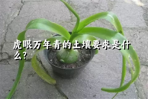 虎眼万年青的土壤要求是什么?