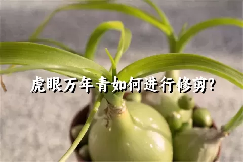 虎眼万年青如何进行修剪?