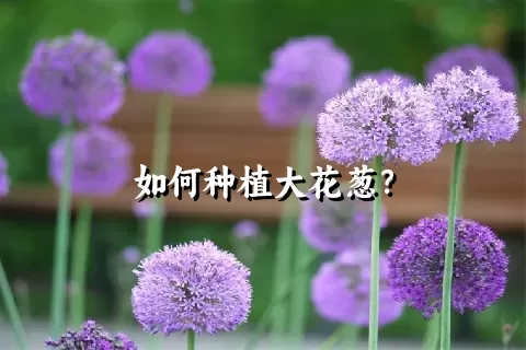 如何种植大花葱？