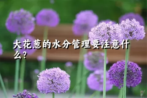 大花葱的水分管理要注意什么？