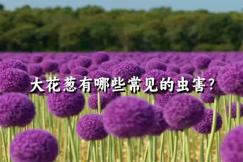 大花葱有哪些常见的虫害？