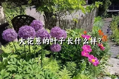 大花葱的叶子长什么样？