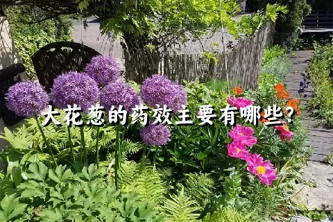 大花葱的药效主要有哪些？