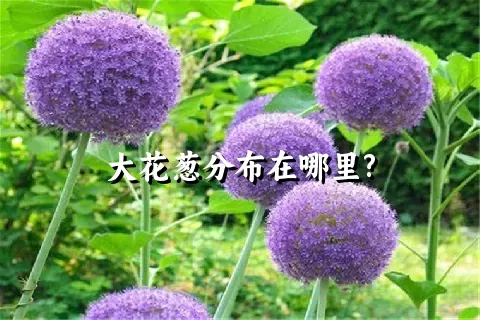 大花葱分布在哪里?