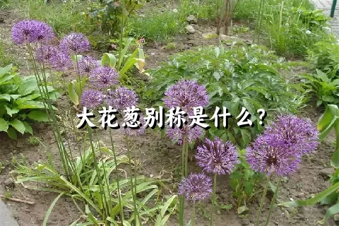 大花葱别称是什么？