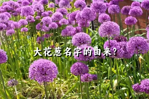 大花葱名字的由来？