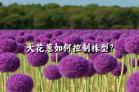 大花葱如何控制株型？