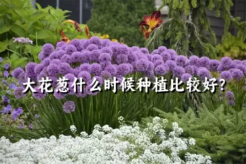 大花葱什么时候种植比较好？