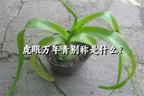 虎眼万年青别称是什么？