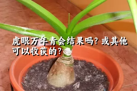 虎眼万年青会结果吗？或其他可以收获的？