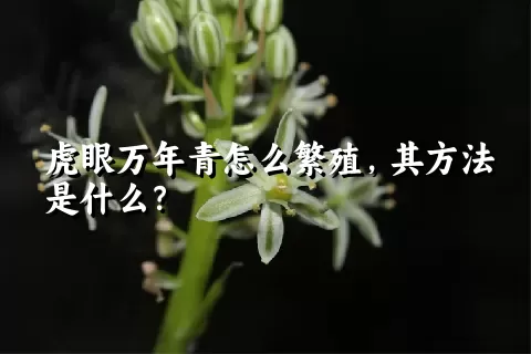 虎眼万年青怎么繁殖，其方法是什么？