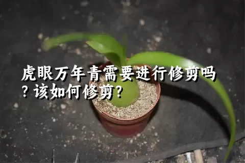 虎眼万年青需要进行修剪吗？该如何修剪？