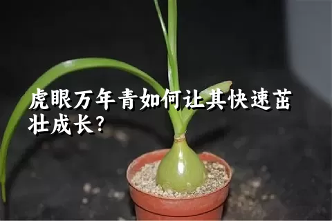 虎眼万年青如何让其快速茁壮成长？