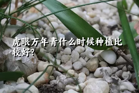 虎眼万年青什么时候种植比较好？