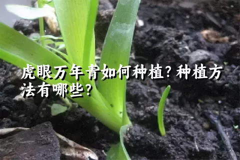 虎眼万年青如何种植？种植方法有哪些？