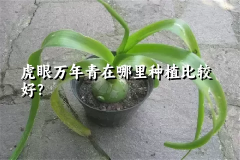 虎眼万年青在哪里种植比较好？