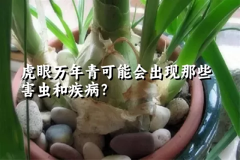 虎眼万年青可能会出现那些害虫和疾病？