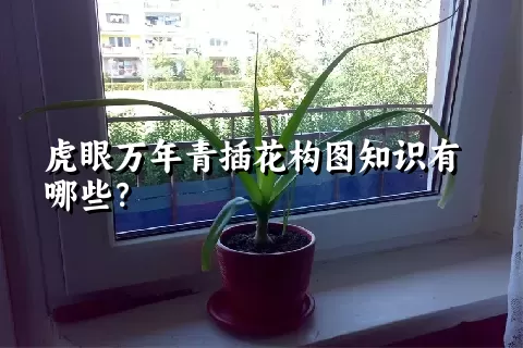 虎眼万年青插花构图知识有哪些？