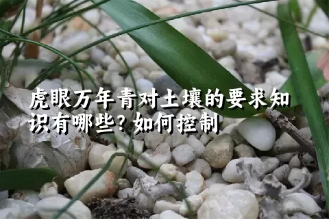 虎眼万年青对土壤的要求知识有哪些？如何控制