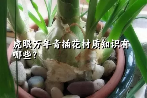 虎眼万年青插花材质知识有哪些？