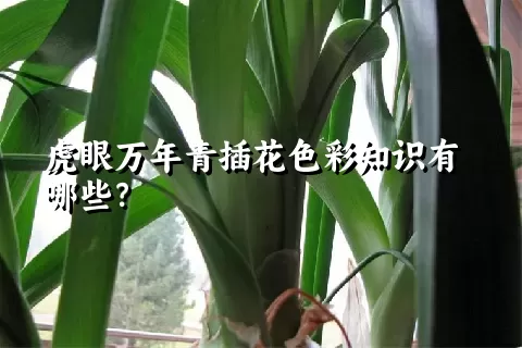 虎眼万年青插花色彩知识有哪些？